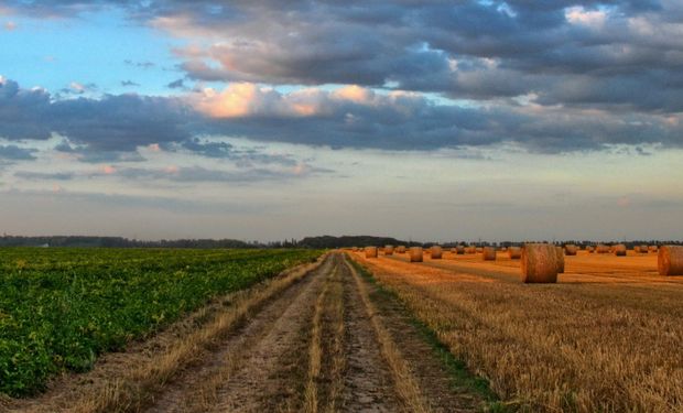 Los tres factores por los que comenzó a subir el valor de la hectárea: a cuánto cotizan los campos ganaderos y agrícolas