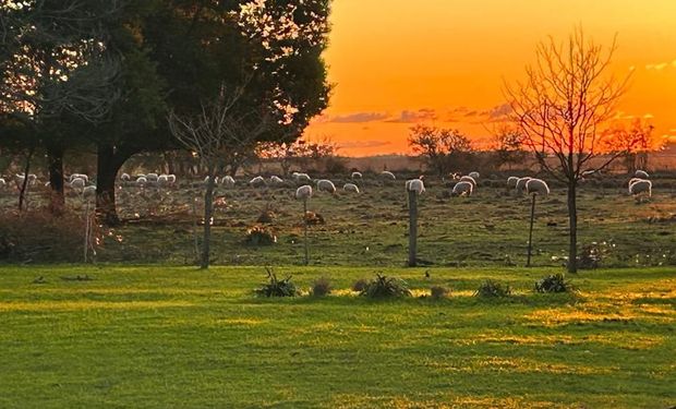 El campo argentino, en la mira de inversores: qué oportunidades aparecen en el mercado inmobiliario rural