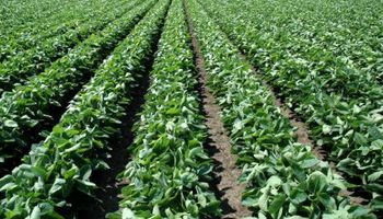 La soja, nuevamente el cultivo favorito de los agricultores argentinos
