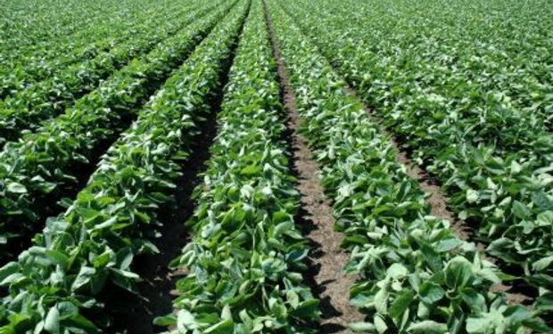 La soja, nuevamente el cultivo favorito de los agricultores argentinos