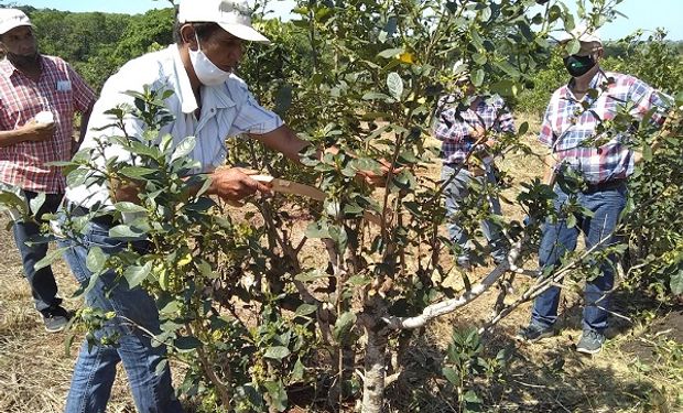 Trabajadores agrarios: plan de Regularización Registral