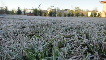 Córdoba: se perdieron 13.800 hectáreas de trigo por heladas y lluvias