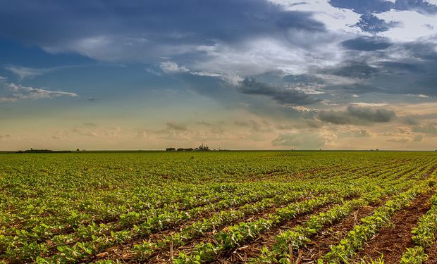 Produção do Estado é puxada pela soja, milho, sorgo, girassol, trigo e algodão. (foto - Enio Tavares/Seapa-GO)