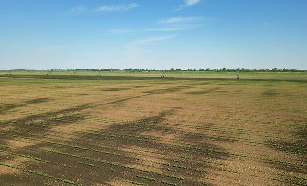 El mercado inmobiliario rural crece y la demanda busca campos muy buenos