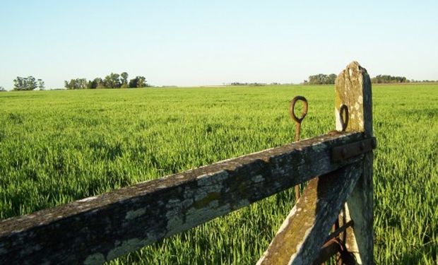 ¿Cómo están los precios de los campos?