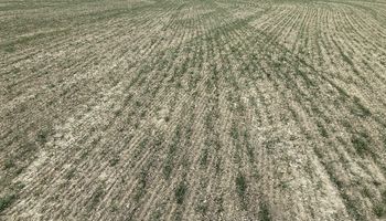 Trigo: 500.000 hectáreas esperan pisos de rendimientos de 5 quintales, mientras que el maíz sigue sin sembrarse