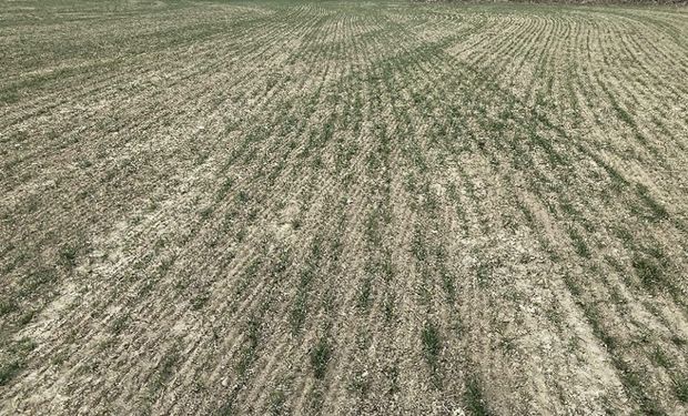 Trigo: 500.000 hectáreas esperan pisos de rendimientos de 5 quintales, mientras que el maíz sigue sin sembrarse