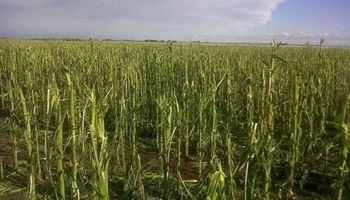 Pérdidas agrícolas por U$S 30 millones