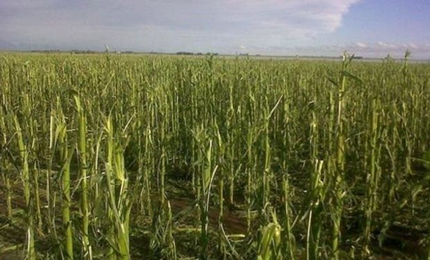 Al ras. Un lote con soja, ubicado al sur de Río Tercero, se vio devastado por el granizo, que provocó pérdida totales (FAA Río Tercero).