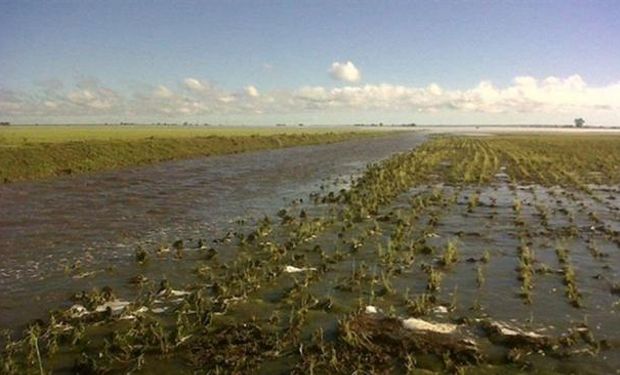 Pelado. El maíz también sufrió los efectos de la tormenta, con pérdida de hojas y de granos que lo hace irrecuperable (FAA Río Tercero).
