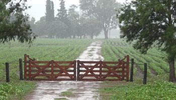 Lluvia en el campo: mejor tarde que nunca 
