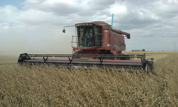 Rindes en provincia de Buenos Aires, para la soja de primera es de 31 quintales por hectárea y para la segunda 21 quintales.