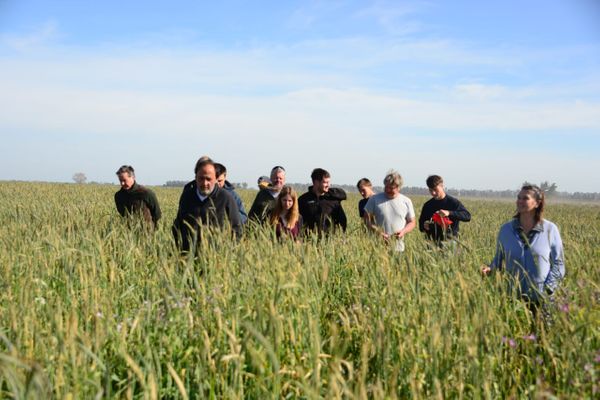 campo argelanda