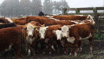 Granos, carne, leche y vino: qué tan competitivo es el campo argentino