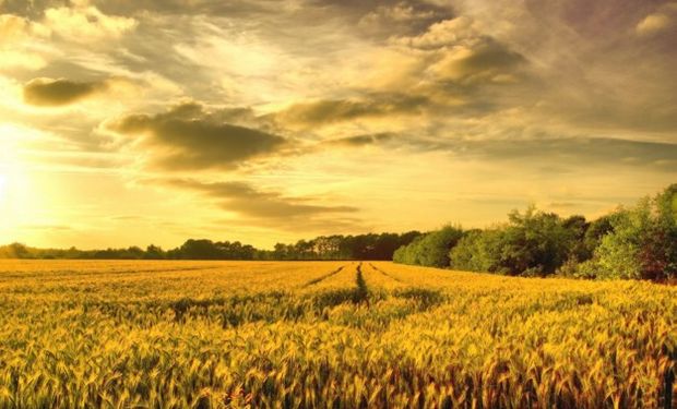 La dirigencia rural destaca que Macri ha venido siendo más claro que Scioli en sus propuestas para el agro.