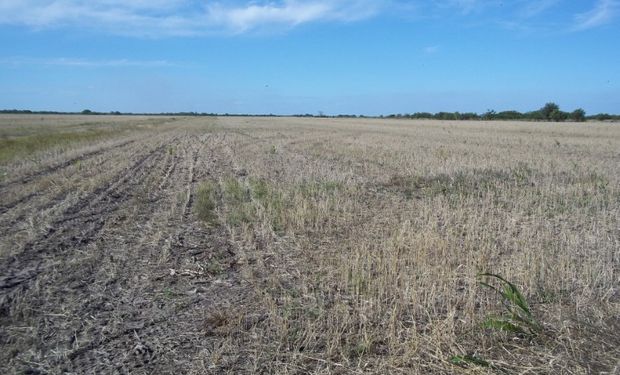 En 2015 la siembra en campo de terceros está comprometida.