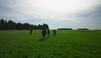 Inédito en Argentina: encontraron una nueva forma de controlar malezas resistentes y lo lanzan al mercado para trigo y cebada en una zona con grandes problemáticas