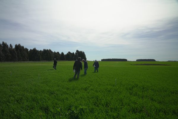 campo con malezas en argentina