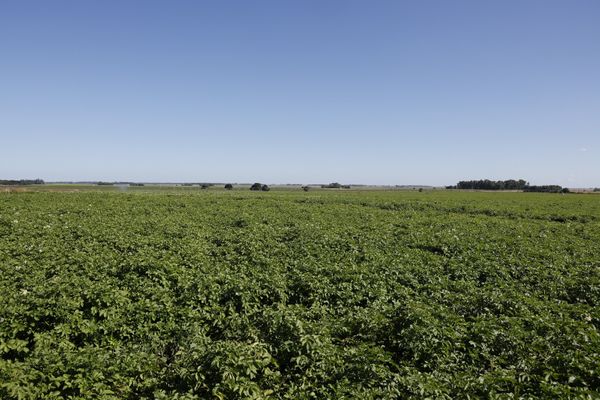 campo con papa