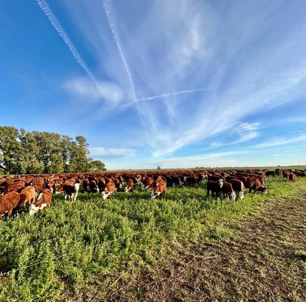 campo con pasturas
