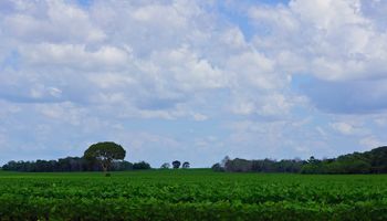 Informa recorta estimación de producción de soja y maíz