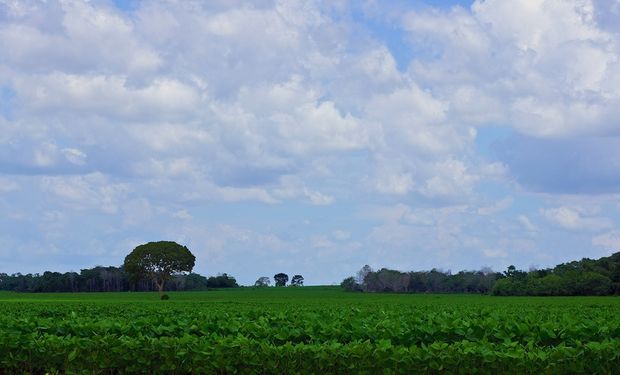 Informa recorta estimación de producción de soja y maíz