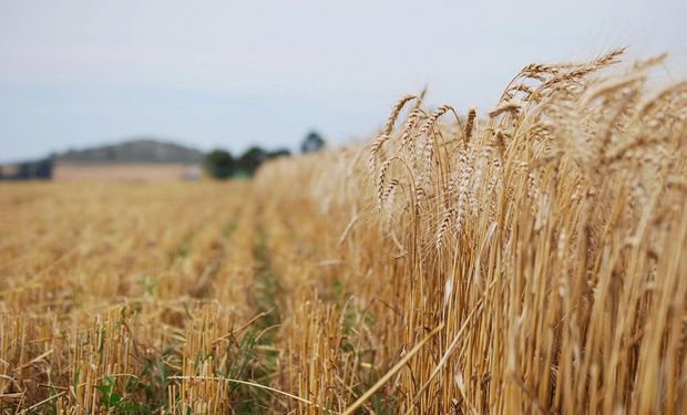 La cosecha de trigo no fue rentable en Santa Fe