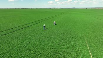 La nueva salida laboral en el agro que puede generar ingresos de hasta $ 5 millones