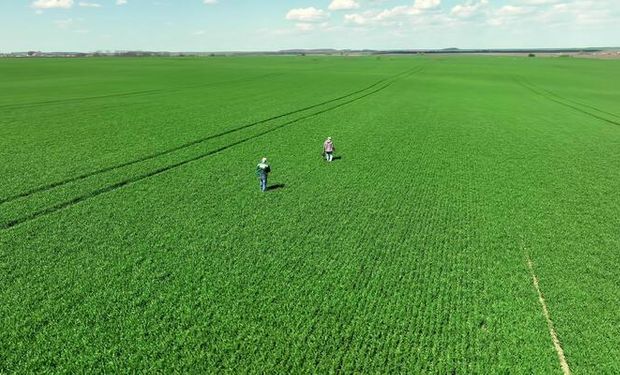 La nueva salida laboral en el agro que puede generar ingresos de hasta $ 5 millones