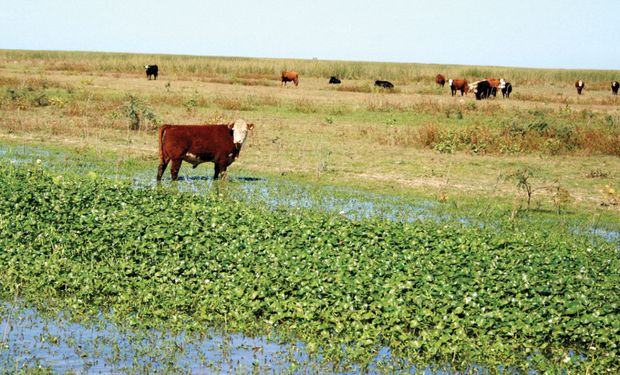 Ya rige la moratoria para el campo en emergencia.