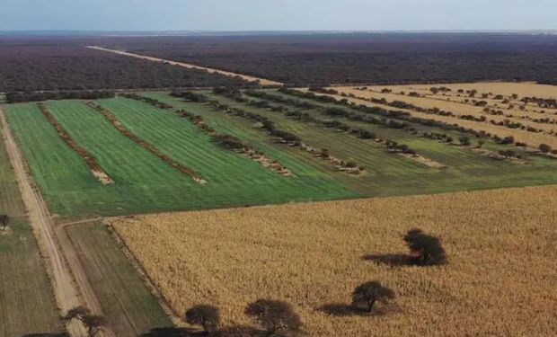 ¿Sube el precio de la hectárea en Argentina? Esto cuestan los campos más buscados