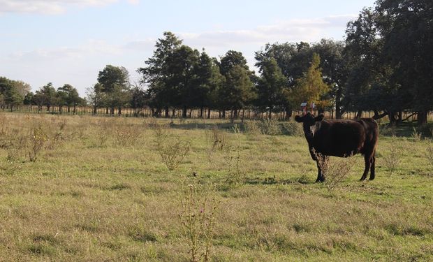 Campo en el noroeste bonaerense.