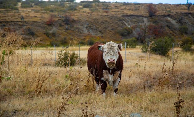 Algo "nunca visto" que se vive en los campos de la Argentina