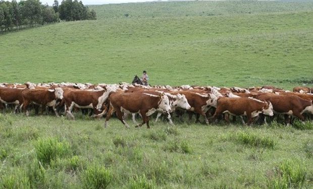 Referentes del mercado de campos observan un interés de los productores por avanzar sobre tierras con aptitud ganadera.