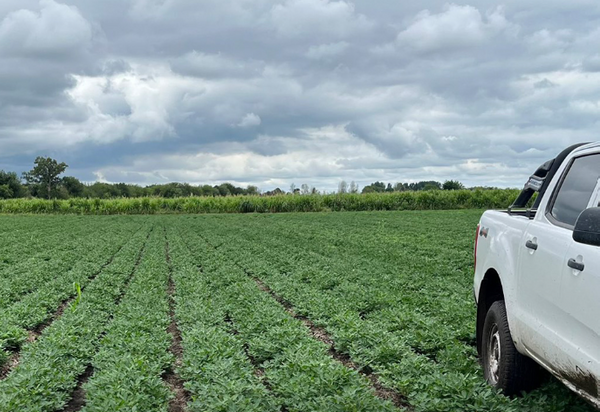 campo cropmix 2024