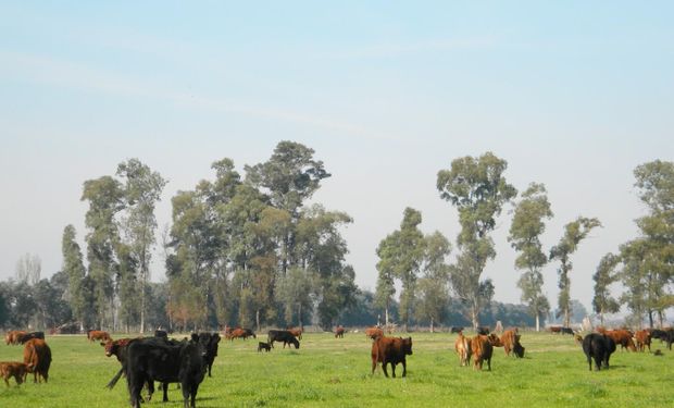 Inscripción al RUPP en Santa Fe: cómo actualizar el registro y denunciar un delito rural 