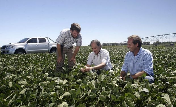 En un lote de soja, de izquierda a derecha: Juan Arroquy, encargado agrícola de Las Nenas; el gerente general de Estanar, Juan Martín Julianelli, y Javier Batlle, gerente de producción. Foto: LA NACION / Mauro V. Rizzi