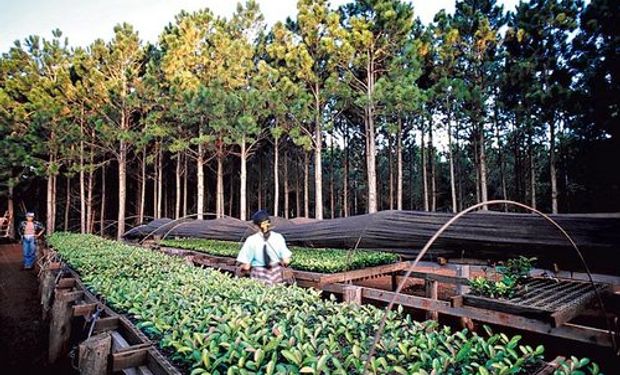 Ponen en marcha plan estratégico para la yerba