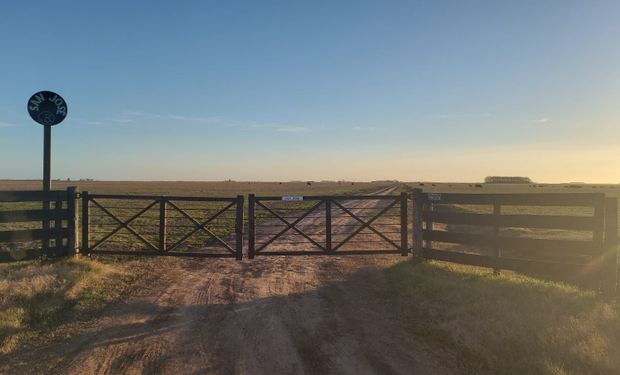 Los campos ganaderos vuelven a captar la atención del mercado: a cuánto se venden y por qué subieron hasta un 20% en un año