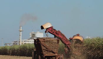 Com canaviais 99% mecanizados, IEA encerra série sobre "boias-frias" em SP