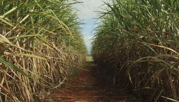 Brasil e Tailândia encerram contencioso sobre subsídios ao setor de cana e açúcar
