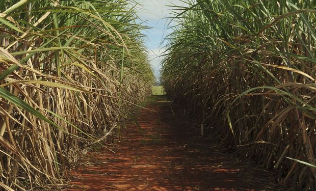 Apesar das adversidades climáticas, Conab indica uma produtividade média de 71.094 kg/toneladas, alta de 0,2%. (foto - Getty Image)