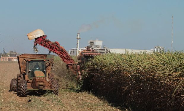 Dilema do produtor é exatamente continuar a vender a cana abaixo do custo. (foto - CNA)