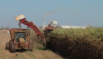 Conab prevê 598,3 milhões de toneladas de cana-de-açúcar na safra 22/23