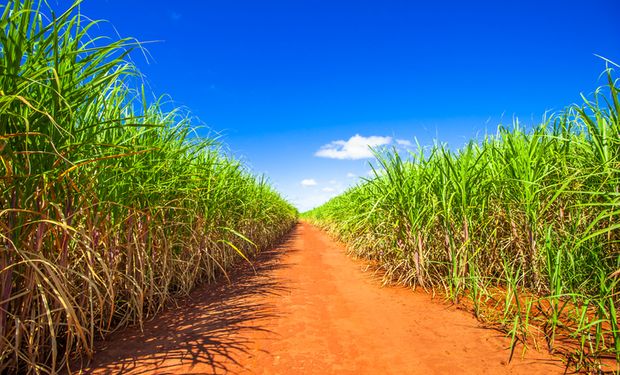 Benefício ambiental seria equivalente ao plantio de 5,1 bilhões de árvores pela substituição de combustíveis fósseis por renováveis, como o etanol. (CNA)