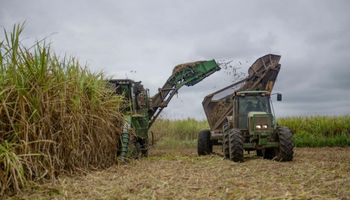 Exportación de azúcar: el Gobierno asignó los cupos para el mercado de Estados Unidos