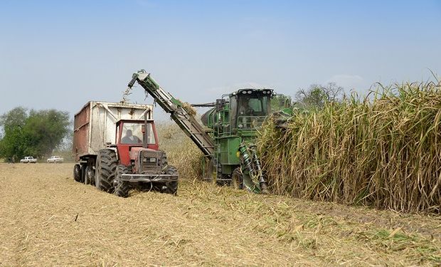 La sequía impacta en la producción de caña de azúcar y las pérdidas llegan al 30 %