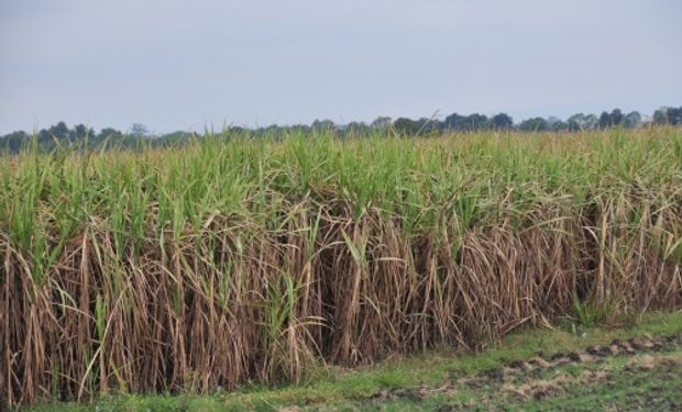 Según los resultados obtenidos, la caña –bajo un sistema con cosecha en verde– emite 0,73 % de gases debido al fertilizante nitrogenado aplicado.