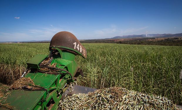 Moagem de cana na primeira quinzena de dezembro registrou crescimento de 244,29%. (Foto - Wenderson Araujo/Trilux)