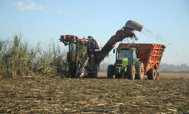 Atualmente, São Paulo, Goiás e Minas Gerais são os  principais produtores de cana no Brasil. (Foto: CNA)